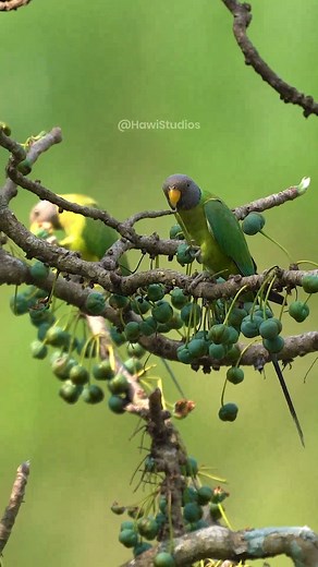 Plum Head Parakeets #birds #plumhead #parrots #female #eat #nature #wildlife #perched #fruit HA92208 | HAWI Studios