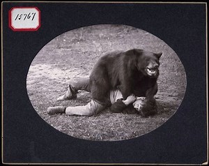 There Are People Who Wrestle Bears, And They Say the Bears Could Win If They Wanted To