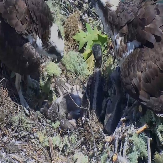 4.4K views · 111 reactions | Hog Island Maine Osprey Cam ~ Baby Osprey Flips Over On Back | Million Viewer | Facebook