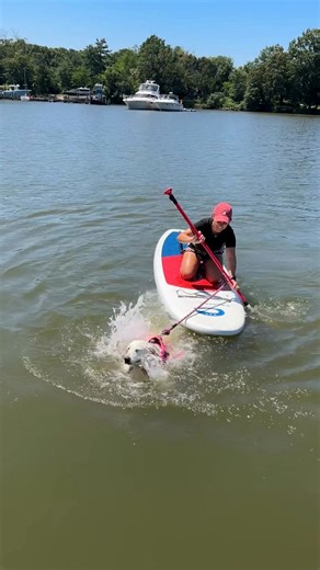 Step one: get on the board. Step two: TBD. We’ll be giving paddle boarding another shot soon… stay tuned  . . . #paddleboardingwithdogs #supwithyourpup #supdog #paddleboardingfun #learntosup #supadventures #dogsonboards #standuppaddleboarding #doglovers #paddlelife #supaddict #watersportsfun #supdoglife #outdooradventures #supcommunity #dogfriendlytravel #paddleboardinglife #supdogsofinstagram #supdogsquad #supwithdogs | Capital SUP | Facebook
