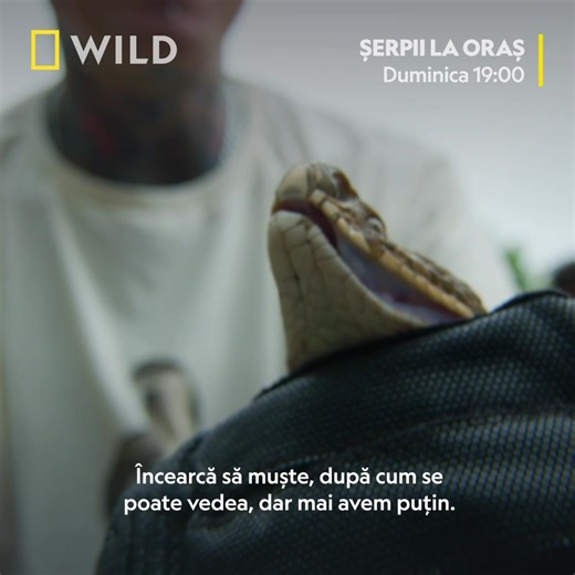 Șarpele Krait este unul dintre șerpii care atacă cel mai des oamenii. Cu toate acestea, Simon și Sioux nu s-au mai confruntat cu această specie până acum. Află cum s-au descurcat aceștia în următorul episod din noul sezon al documentarului „Șerpii la oraș”. Urmărește-l duminică la 19:00, doar la National Geographic WILD. Descoperă totul despre noul sezon: natgeotv.com/ro/serpii-la-oras-9 | National Geographic