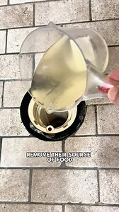 24K views · 186 reactions | 練 Fruit flies, Drain flies, gnats BE...