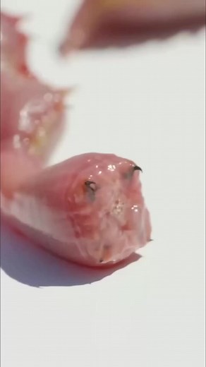 Bloodworm | The Venomous Nightmare #bloodworm #animalfacts #knowledge #documentary #foryou | Nature Lens