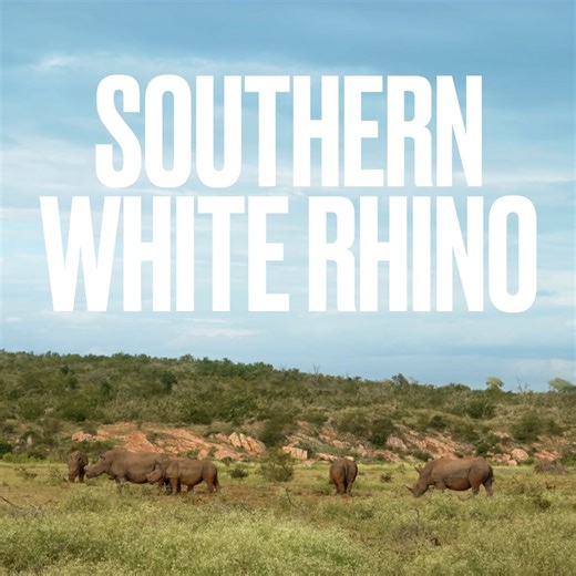 387 reactions · 19 shares | Rhinos are full of surprises! And so is Zoo Knoxville. Discover our wild side at Rhino Reserve, Asian Trek and more! | Zoo Knoxville | Facebook