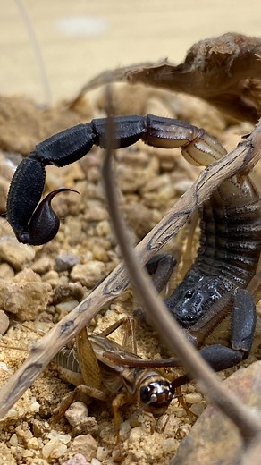 30K views · 12K reactions | Feeding my recently moulted female black-tailed alligatorback scorpion (Hottentotta jayakari) a cricket 聯廬! • #hottentotta #scorpion #arachnid #venomous #sting #scorpions #reptiles #pets #pandinusimperator #hottentottajayakari #reels #viral #instagram #pet #scorpionsofinstagram #petsofinstagram #nature #venom #science #reptiles #reptilesofinstagram | Reptiliatus | Facebook