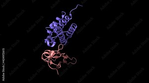 Structure of human interleukin-15 (blue) in complex with its alpha receptor (pink), animated 3D cartoon and Gaussian surface models, black background