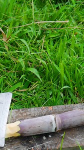 72K views · 587 reactions | asmr sugarcane | Satisfying Video | Facebook