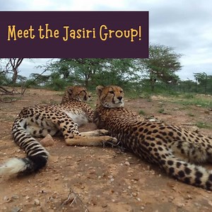 There was a big move recently at the Cheetah Rescue and Conservation Centre (CRCC) in Somaliland! In August, the females from the Jasiri Group - Lily, Jasiri, Shukri, and Faysa - were separated from their male companions, as they have all reached reproductive maturity. Cheetahs reach adolescence at approximately 18 to 24 months of age. In the wild, this is the time that young cheetahs typically separate from their mothers. However, cheetah siblings will typically stick together for a few more mo