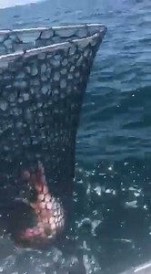 Red Hot Fishing Charters - Portland Tuna & Port Phillip Bay Snapper on Reels