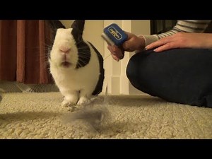 Brushing a shedding rabbit means lots of fur