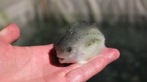 Meet the lumpsucker, the adorable fish revolutionizing salmon farming