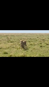 TAKE AWAY…Nashipae the beautiful female Cheetah (Acinonyx Jubatus) jubilantly carries her hard won kill to her cubs to eat. She is a huntress and a mother, she barely rests, her role is to ensure her cubs survive on the challenging plains of the Maasai Mara.Please read my full blogs @ www.whitemasai.comNikon Z9, 400mm lenswww.whitemasai.comIG : white_masai_photographyFacebook : White Masai PhotographyYouTube: White Masai Photography #whitemasaiphotography #bbcwildlifepotd #africa #BBC #bbcwildli