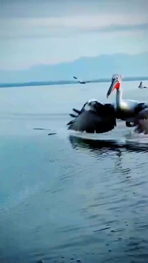 Burung Pelican (Genus Pelecanus ) Adalah genus burung air besar yang termasuk dalam famili Pelecanidae. Burung ini memiliki ciri paruh panjang dan kantung tenggorokan besar yang digunakan untuk menangkap mangsa dan menguras air dari isi yang disendok sebelum ditelan. Bulu burung ini sebagian besar berwarna pucat kecuali pelikan cokelat dan pelikan Peru. Paruh kantung dan kulit wajah semua pelikan berubah warna menjadi cerah sebelum musim kawin. #azkakicau #pelican #burungpelican #fbpro #reel #re