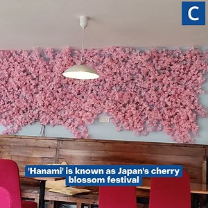 3.2K views · 13 reactions | 'Hanami' is known as Japan's cherry blossom festival | Cambridgeshire Live | Facebook