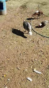 Turkey doing some gobbling #blueslateturkey #griffinsexotics | Griffins Exotics | Facebook