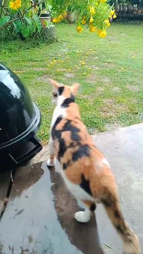 ιป็นห่วงจิ้งจп #meow | บ้านสวน391