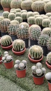 Echinocactus grusonii 🌵😍 #cactus #cactuslover #cactuslove #beauty #fyp #garden #viralreels #plants #gardening #Amazing #reels #viral #nature #foryou | Decor & Beauty