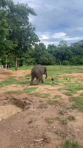 Baby Elephant Chasing Rooster - - 🎥 Credit : @elephantloveyou - - All credit goes to respective owners 👉 DM for removal or credit. - - Follow us for more videos: @animalentertainment7 - - #elephant #rooster #cock #closeenough #chasing #greaterkruger #sabisands #wildlife #wildlifeaddicts #animal #animallovers #nature #africa #africasafari #africamagic #elephantloveyou #safari #safaripark #southafrica #videooftheday | Animals Wildside