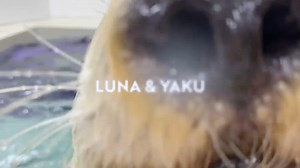 This minute of joy brought to you by the sea otters (Just wait for Cooper and Watson at :23...) As high-energy, curious animals, creating new types of mentally-stimulating enrichment sea otters can explore is a key part of their daily care. Food tucked into hollow balls, tubes and kelp-like carwash strips taps into their natural foraging behaviors, satisfies their big appetites and provides exercise. Cooper and Watson got creative, spinning themselves around with their powerful feet! | Shedd Aqu