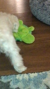 3.4K views · 273 reactions | Watch my turtle wrestling moves! | Dountin | Facebook