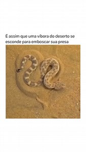 As víboras do deserto, como a Cerastes cerastes, desenvolveram técnicas de camuflagem e emboscada altamente eficazes para sobreviver em ambientes áridos. Essas serpentes utilizam a areia não apenas como habitat, mas também como aliada na captura de presas. Para se ocultar, a víbora realiza movimentos ondulatórios laterais, utilizando suas escamas ventrais quilhadas para escavar a areia. Esse movimento cria uma depressão onde a serpente se acomoda, cobrindo-se quase totalmente, deixando apenas os