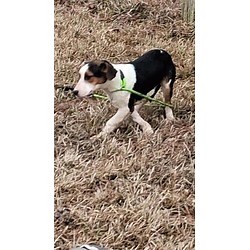 Medfield, MA - Border Collie/Australian Cattle Dog. Meet Macy a Pet for Adoption - AdoptaPet.com