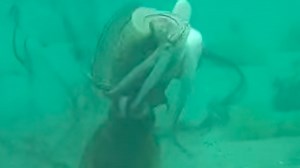 Inky violence ensues when a post-coital cuttlefish fights another one over its mate