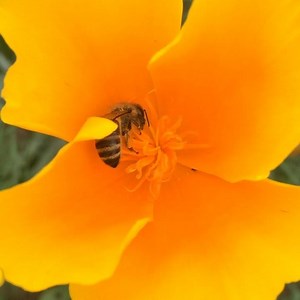Getting stuck into a Californian Poppy | Quince Honey Farm