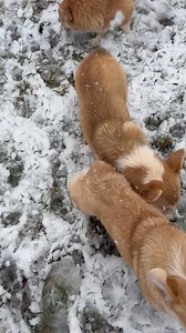 Corgis in snow paradise | Cherylee Williamson