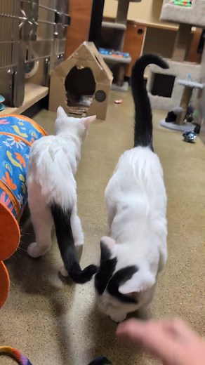 OLIVIA & OPHELIA (Black nose) - Beautiful siblings 🖤🤍 6 months old female kittens Olivia will hop onto your lap for cuddles and a nap once she's comfortable with you. She also flops onto her back for belly rubs and enjoys being brushed. Ophelia is extremely shy and will play and cuddle with her sister. She isn't comfortable being touched as yet. She will however allow Volunteers she's comfortable with to pet her. Ophelia enjoying gentle pets in the video 🐾 They LOVE to chase the laser pointer