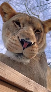 1.6M views · 143K reactions | SV Snoot Boops! #boop #boops #bigcat #bigcats #cat #cats #hyena #bear #bears #tiger #lion #jaguar | Single Vision, Inc. | Facebook