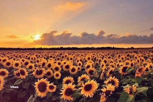 Flowers | 𝐕𝐢𝐛𝐞𝐬.