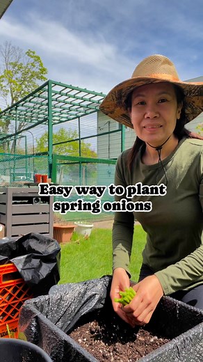 Easy way to plant spring onions or green onions. Happy gardening! #reelsvideoシ #gardening #vegetablesgarden #vegetables #organicgardening #growyourownfood #reelsviral | Marithes Kubon Jacobus