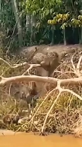 😱😱JAGUAR ATTACKED BY GIANT RIVER OTTERS | Sentimiento Lirico