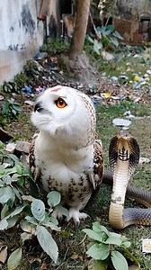 Jai Maa Laxmi 🌺🌺🌺🙏🙏🙏 . . . . . . . . . . . . . . . #localevent #bhakti #owl #nagdevta #laxmi #viral #tranding | Bivas Saha