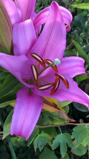 4.2K views · 112 reactions | Beautiful pink lilies ♥️ | Natural flowers | Facebook