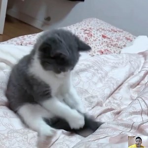 536K views · 10K reactions | Kucing Abul Anteng Mainan Ekornya | Usman Temposo Daily | Facebook
