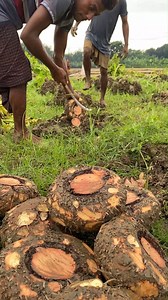Elephant Foot Yam! Incredible Harvesting Process | FoodStuff