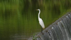 Birds, Common Heron, Waterfowl