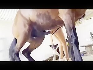 [trailer][[https://alisonprod.com/] Alison & Horse