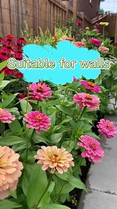 Beautification of the fence.🌳 #zinnia #diygarden #backyard #natureathome #flowerseeds #flowergarden #plantingseason #plantingseeds | Seed to Flower