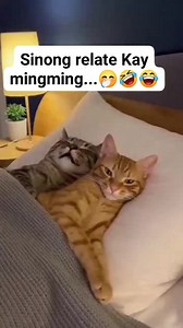 Hahaha 🤣😂 yong Di ka makatulog dahil may katabi ka n maingay matulog.. #funny #cat #cute | Eva Romero Cabrera