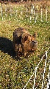 203K views · 3.4K reactions | We’re Ready For More Cute Piglets #Pigs #RaisingPigs #Piglets #FarmLife | Sow the Land | Facebook