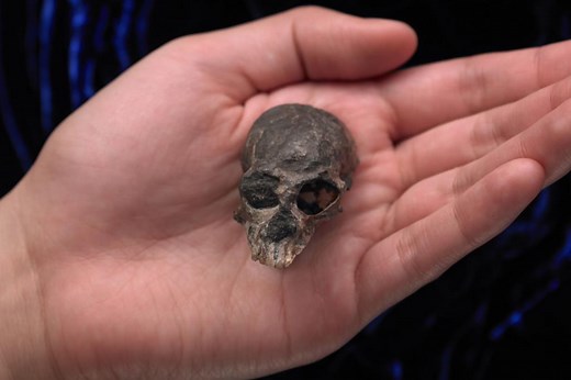 What a 20 million-year-old monkey skull reveals about the evolution of human brains
