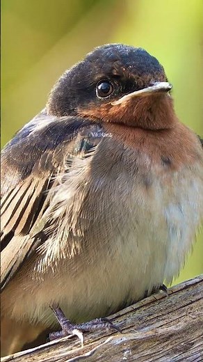 Cute Chubby Welcome swallow