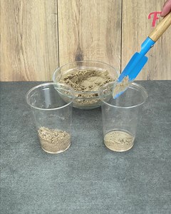 Méthode de bricolage pour faire pousser un amandier à partir d'une noix à la maison | Femme Heureuse