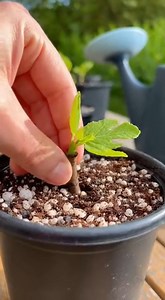 55K views · 466 reactions | Faites pousser un figuier en pot… super facilement ! | ღ ღ Astuces beauté santé et recette pour Femme ღ ღ | Facebook