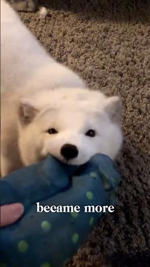 The fox’s cry is so melodious! 😍😍 #animals #adoreble #love #rescue #fox