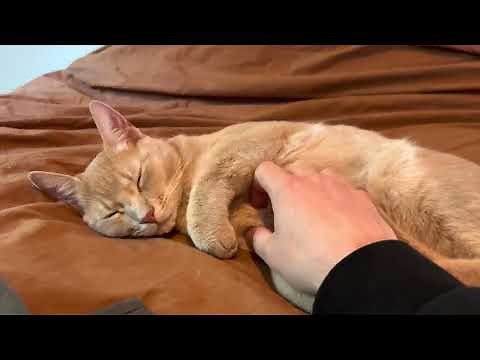 Precious kitty making biscuits on a bed