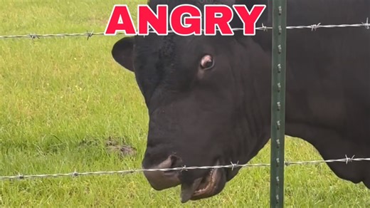 88K views · 5.9K reactions | Angry bull eats my breakfast | Shirtless Jake's Homestead | Facebook
